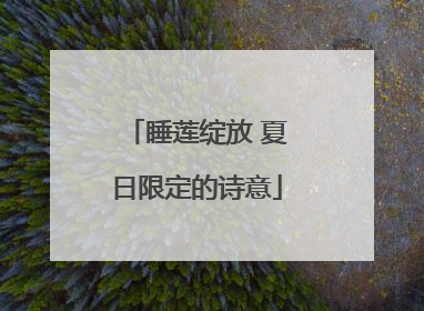 睡莲绽放 夏日限定的诗意