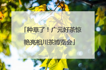 种草了！广元好茶惊艳亮相川茶博览会