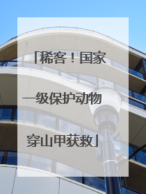 稀客！国家一级保护动物穿山甲获救