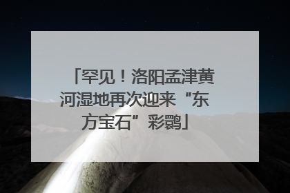 罕见！洛阳孟津黄河湿地再次迎来“东方宝石”彩鹮