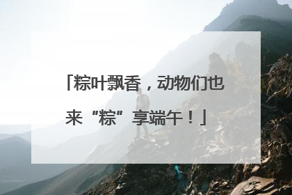 粽叶飘香，动物们也来“粽”享端午！