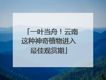 一叶当舟！云南这种神奇植物进入最佳观赏期