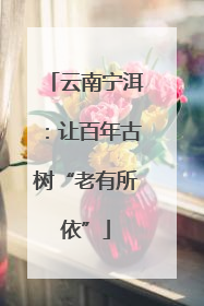 云南宁洱：让百年古树“老有所依”