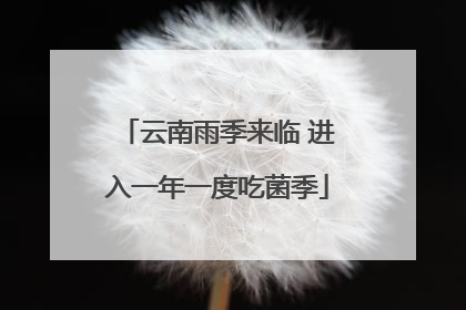 云南雨季来临 进入一年一度吃菌季