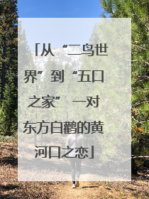 从“二鸟世界”到“五口之家” 一对东方白鹳的黄河口之恋