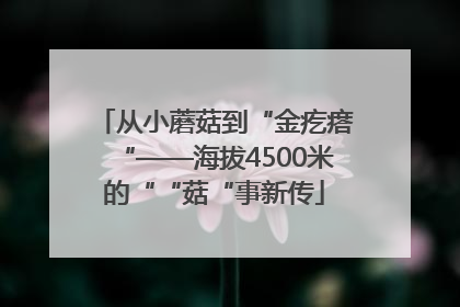 从小蘑菇到“金疙瘩“——海拔4500米的““菇“事新传