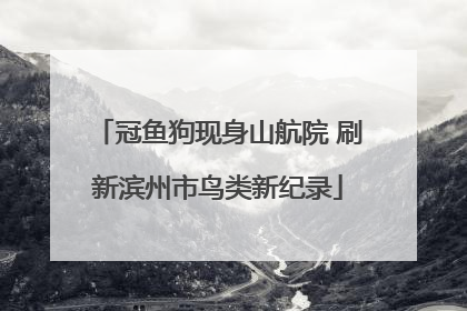 冠鱼狗现身山航院 刷新滨州市鸟类新纪录
