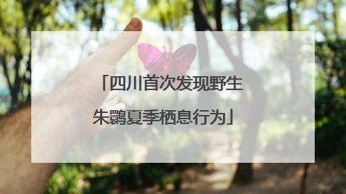 四川首次发现野生朱鹮夏季栖息行为