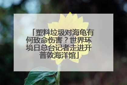 塑料垃圾对海龟有何致命伤害？世界环境日总台记者走进开普敦海洋馆