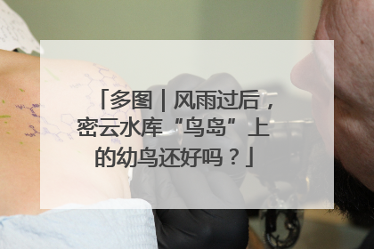 多图｜风雨过后，密云水库“鸟岛”上的幼鸟还好吗？