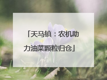 天马镇：农机助力油菜颗粒归仓