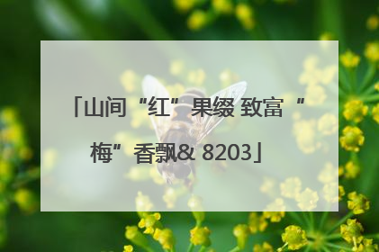 山间“红”果缀 致富“梅”香飘& 8203