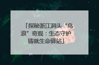 探秘浙江洞头“鸟浪”奇观：生态守护铸就生命驿站