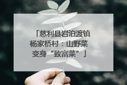 慈利县岩泊渡镇杨家桥村：山野菜变身“致富菜”