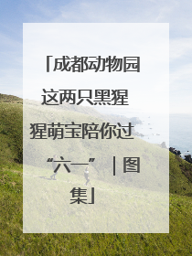 成都动物园 这两只黑猩猩萌宝陪你过“六一”｜图集