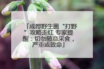 成都野生菌“打野”攻略走红 专家提醒：切勿随意采食，严重或致命