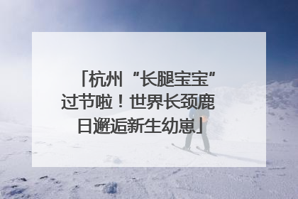 杭州“长腿宝宝”过节啦！世界长颈鹿日邂逅新生幼崽