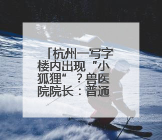 杭州一写字楼内出现“小狐狸”？兽医院院长：普通的宠物小狗，像狐狸犬