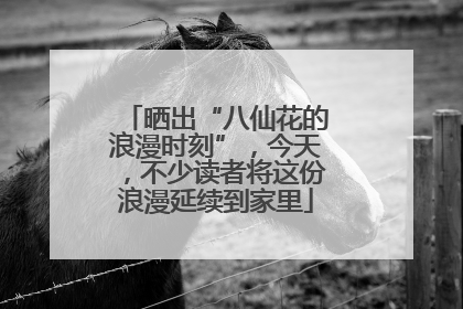 晒出“八仙花的浪漫时刻”，今天，不少读者将这份浪漫延续到家里