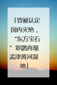 曾被认定国内灭绝，“东方宝石”彩鹮再现孟津黄河湿地