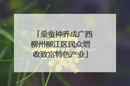 桑蚕种养成广西柳州柳江区民众增收致富特色产业