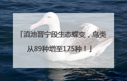 滇池晋宁段生态蝶变，鸟类从89种增至175种！