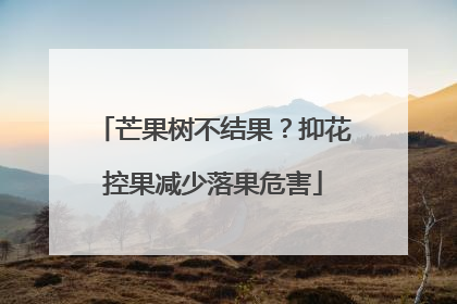 芒果树不结果？抑花控果减少落果危害