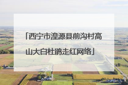西宁市湟源县前沟村高山大白杜鹃走红网络