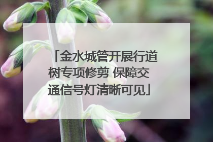 金水城管开展行道树专项修剪 保障交通信号灯清晰可见