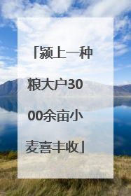 颍上一种粮大户3000余亩小麦喜丰收