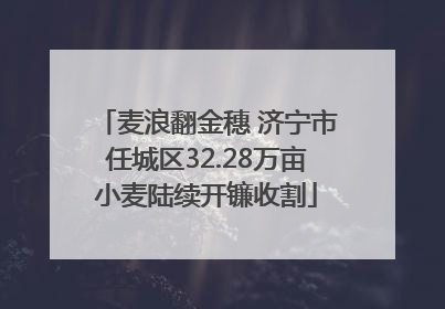 麦浪翻金穗 济宁市任城区32.28万亩小麦陆续开镰收割