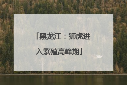 黑龙江：狮虎进入繁殖高峰期